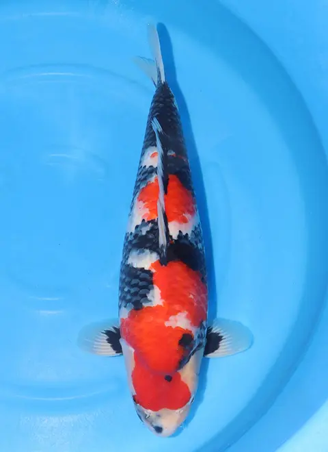 KoiMartFarm Varieties https://cnpaysvylgpmkitatsqf.supabase.co/storage/v1/object/public/koi-varieties/09eb223b-b195-4753-97ed-835423f0b570.webp