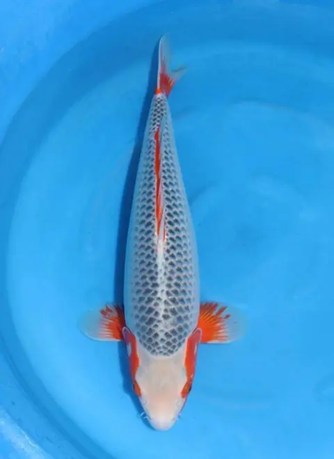 KoiMartFarm Varieties https://cnpaysvylgpmkitatsqf.supabase.co/storage/v1/object/public/koi-varieties/5998f13f-ebf5-4d27-a098-c1a611039f0a.webp