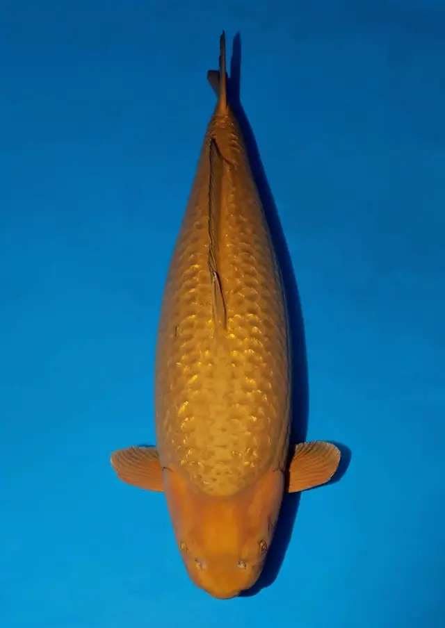 KoiMartFarm Varieties https://cnpaysvylgpmkitatsqf.supabase.co/storage/v1/object/public/koi-varieties/5c9e2a22-e0f1-4677-98d8-d02c297f75e1.webp
