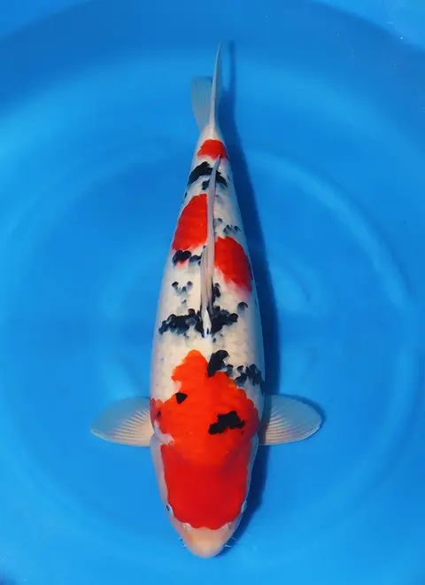 KoiMartFarm Varieties https://cnpaysvylgpmkitatsqf.supabase.co/storage/v1/object/public/koi-varieties/5d873c58-ba1d-4b1e-8b16-abfd486ff640.webp