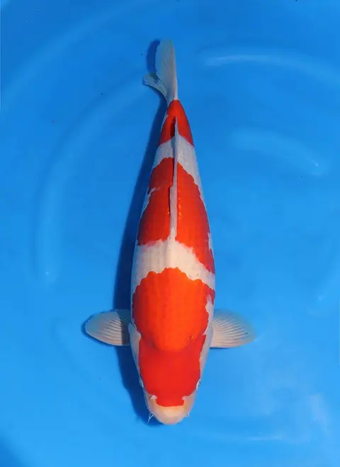 KoiMartFarm Varieties https://cnpaysvylgpmkitatsqf.supabase.co/storage/v1/object/public/koi-varieties/8976ac61-a30c-43d5-8e26-8e729e7d265b.webp