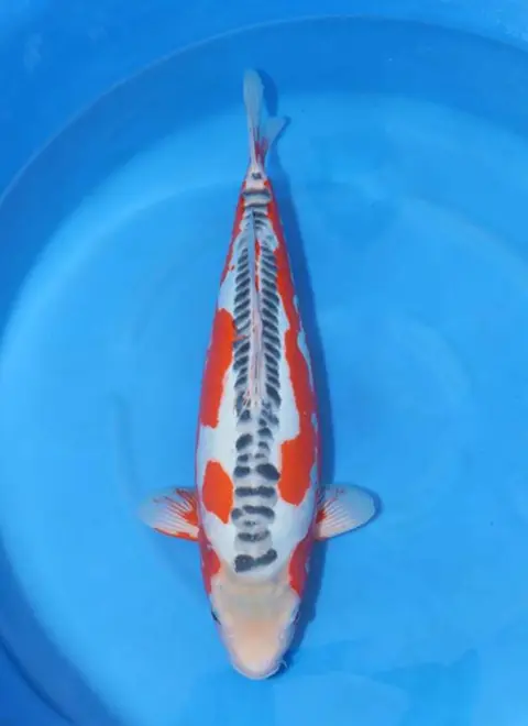 KoiMartFarm Varieties https://cnpaysvylgpmkitatsqf.supabase.co/storage/v1/object/public/koi-varieties/c2de3003-d345-4272-8990-100fd8694889.webp