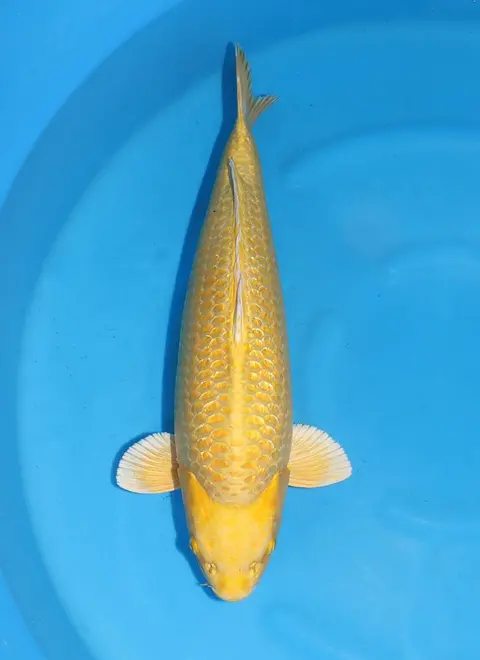KoiMartFarm Varieties https://cnpaysvylgpmkitatsqf.supabase.co/storage/v1/object/public/koi-varieties/e2e9bba1-ebd1-40eb-a7d9-0d8c35ced617.webp