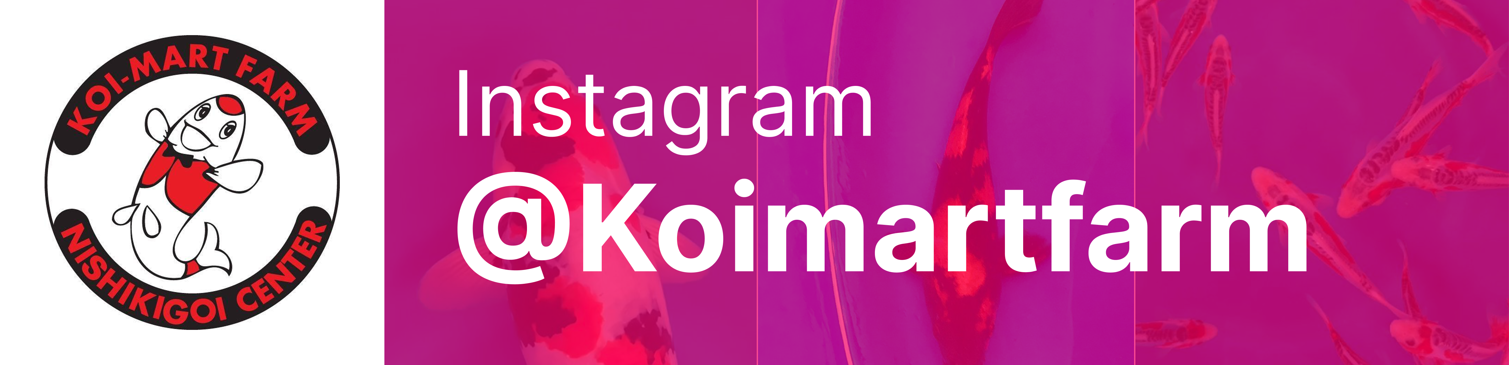 Instagram @Koimartfarm